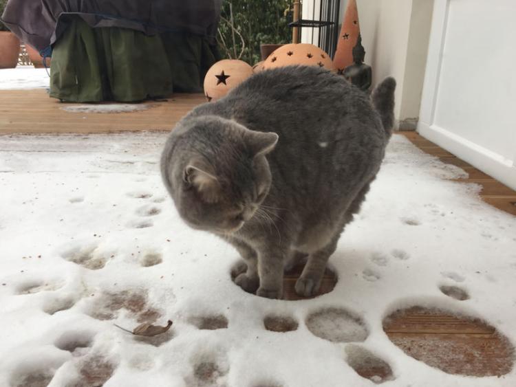 mace i sneg