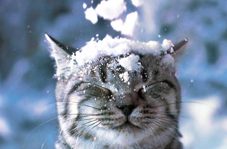 mačka na snegu 759x500