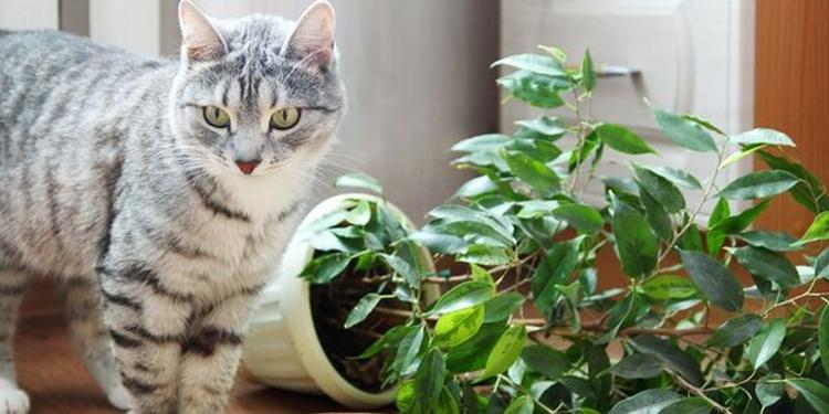mačka biljka foto shutterstock