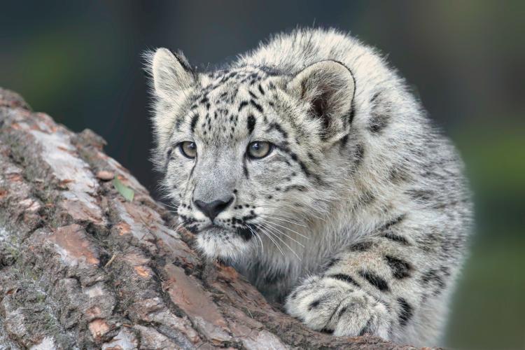 snježni leopard robert sachowski unsplash