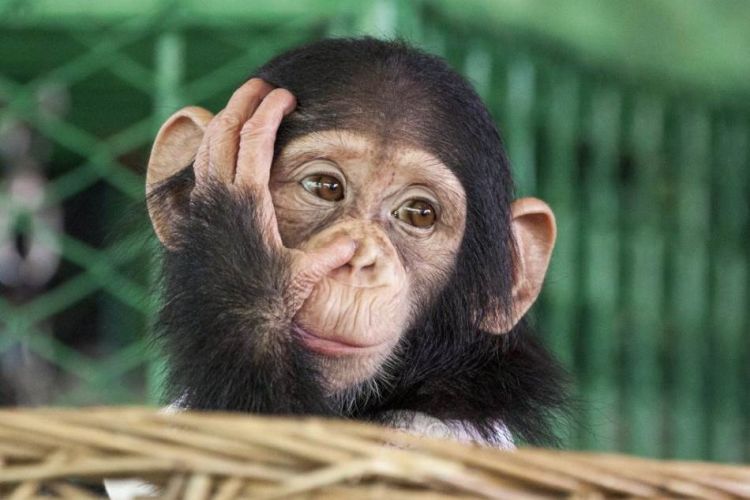 šimpanza foto shutterstock