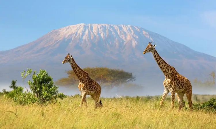 Kilimandžaro foto Ayzenstayn Getty Images
