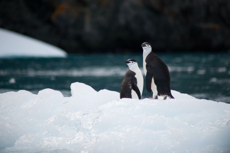 antartktik pingvini foto Torsten Dederichs unsplash