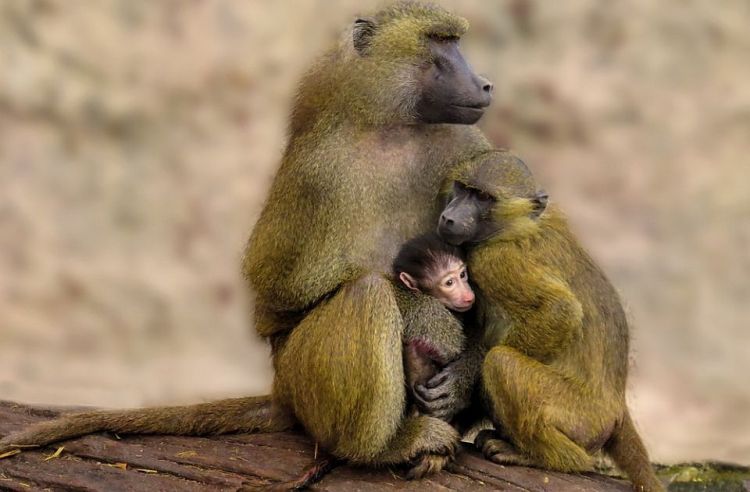 babuni majmuni porodica