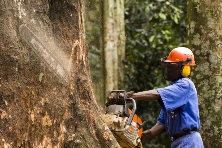 deforestacija Gabon AFP e1626076915761