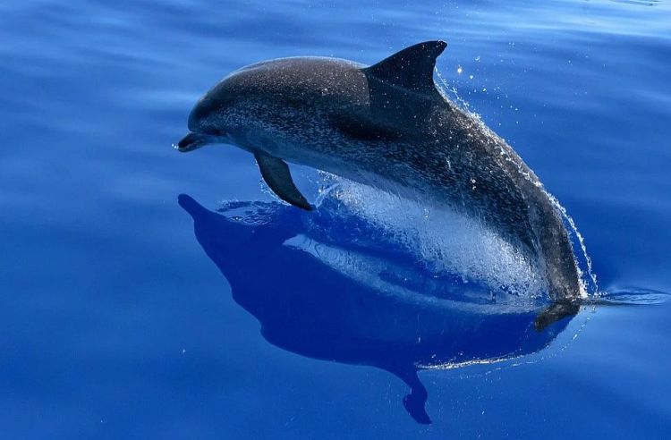 delfin foto Pixabay