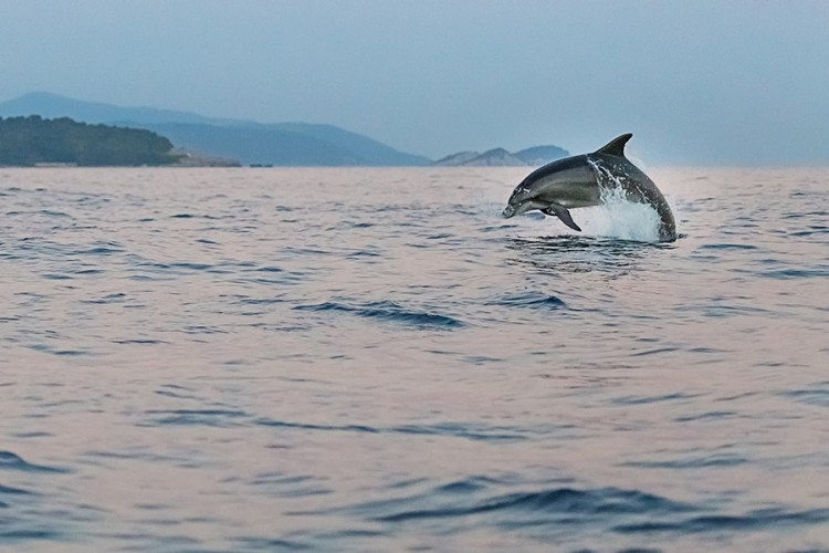 delfin jadran