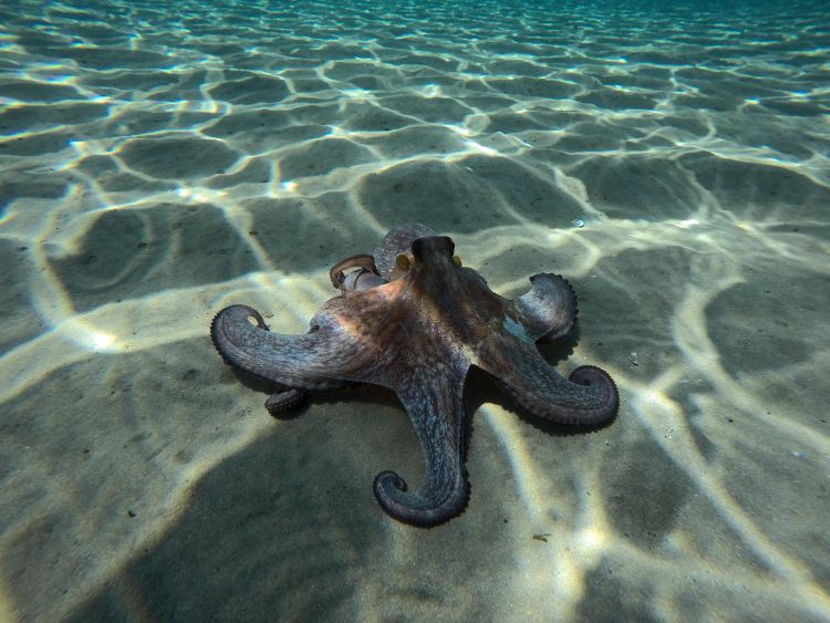 hobotnica foto Kostas Morfiris unsplash