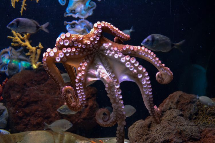 hobotnica foto serena repice unsplash