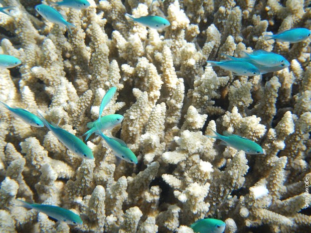 korali izumiranje1