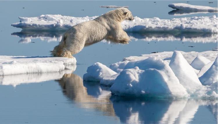 polarni medvjed 3422