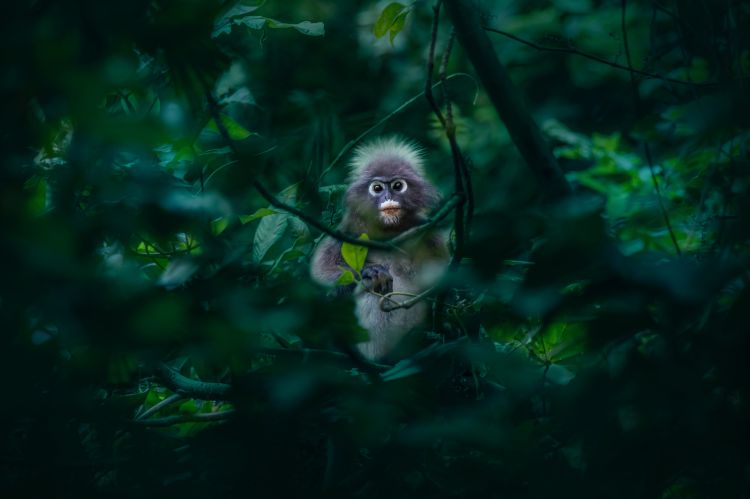 prašuma majmun foto Erik Karits unsplash