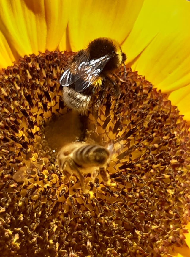 suncoket pčele