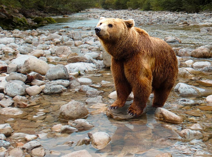 Masovno uginuće mladunaca mrkog medvjeda u Japanu: Zbog klimatskih promjena, nemaju šta da jedu