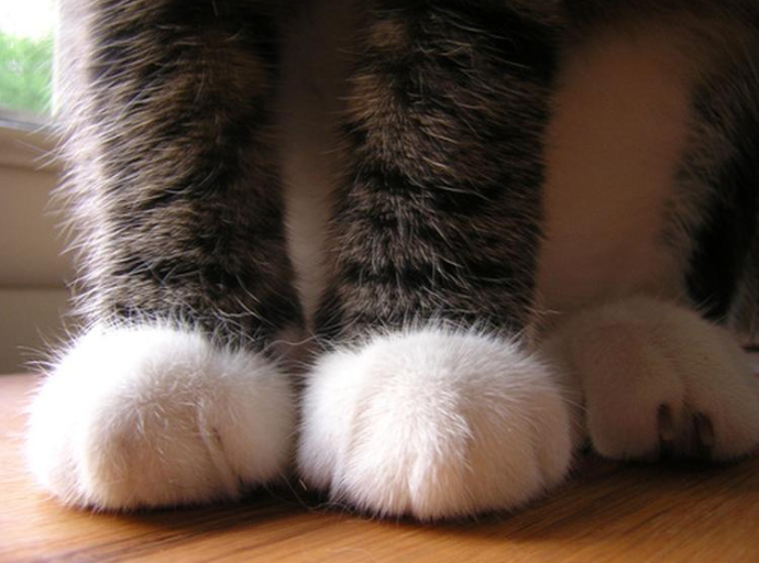 Zašto neke mačke izgledaju kao da nose čarapice?
