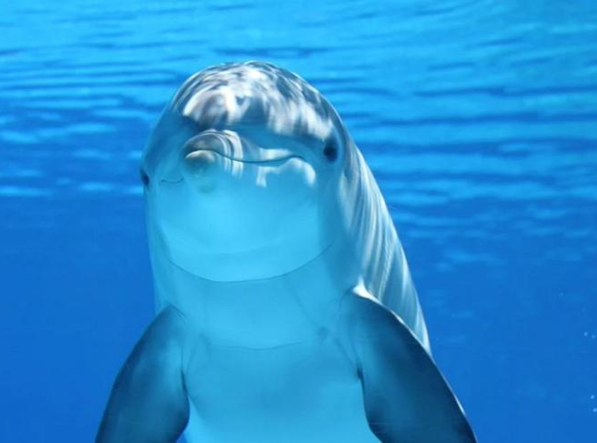 Okeani i mora sve zagađeniji: Mame delfini preko mlijeka truju svoje bebe