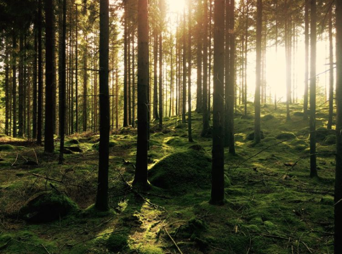 Evropski parlament je usvojio privremeni sporazum o Zakonu o obnovi prirode 