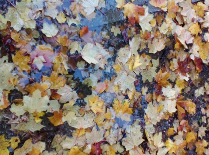 Zašto lišće mijenja boje?