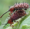 U Engleskoj otkrivene nove vrste insekata