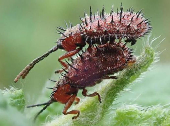 U Engleskoj otkrivene nove vrste insekata