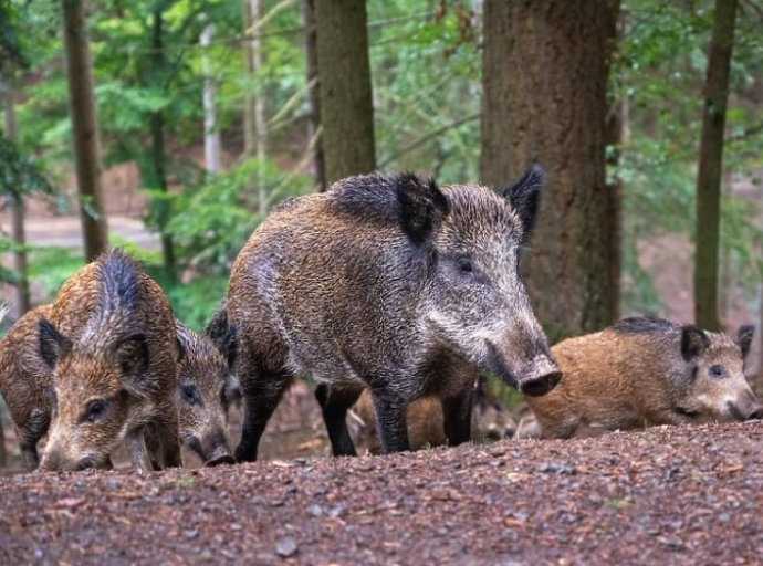 Afrička kuga prešla i na divlje svinje: U pojedinim dijelovima BiH zabranjen lov