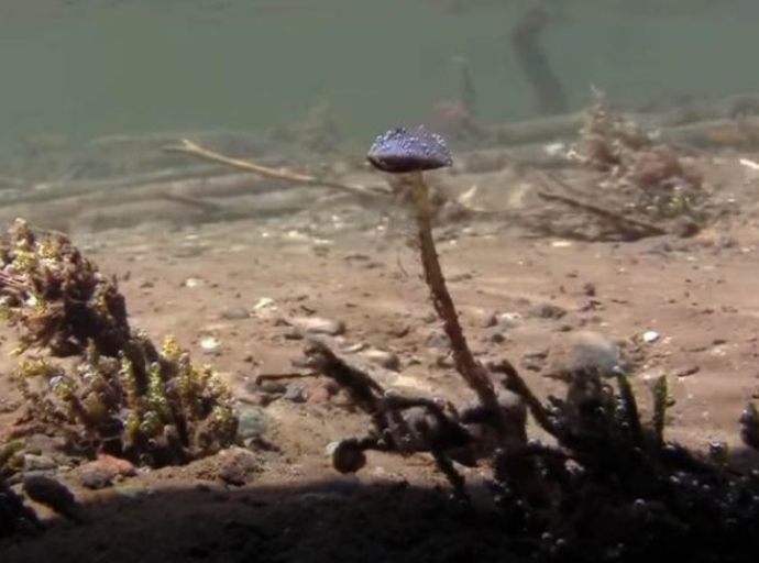 Gljiva koja raste samo na jednom mjestu na svijetu - pod vodom