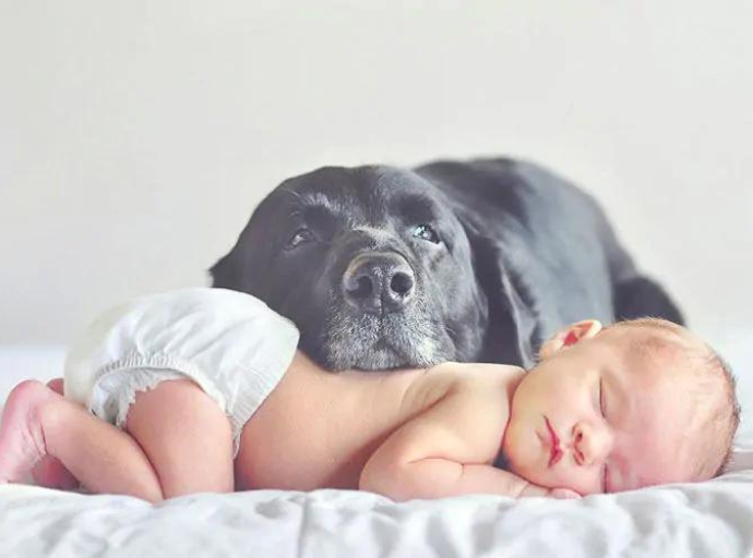Šta psi zaista osjećaju kada u dom dođe beba? 