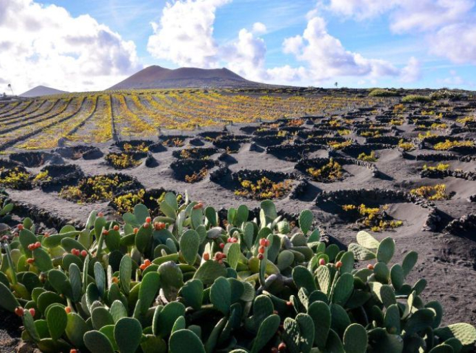300 vulkana i ljudska ruka stvorili su najneobičnije vinograde