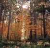Savez za šume: Otvorena Javna rasprava o Zakonu o šumama FBiH