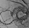 U Kini otkriven potpuni fosil „zmaja“ star 240 miliona godina