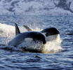 Zašto kitovi i foke bježe iz arktičkih područja