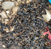 Pomor pčela zbog prosutog šećera na mjestu željezničke nesreće: “Ovo je ekološka katastrofa”