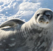 Antarktička divljina u opasnosti: Ozonska rupa izaziva “opekotine od sunca” kod životinja