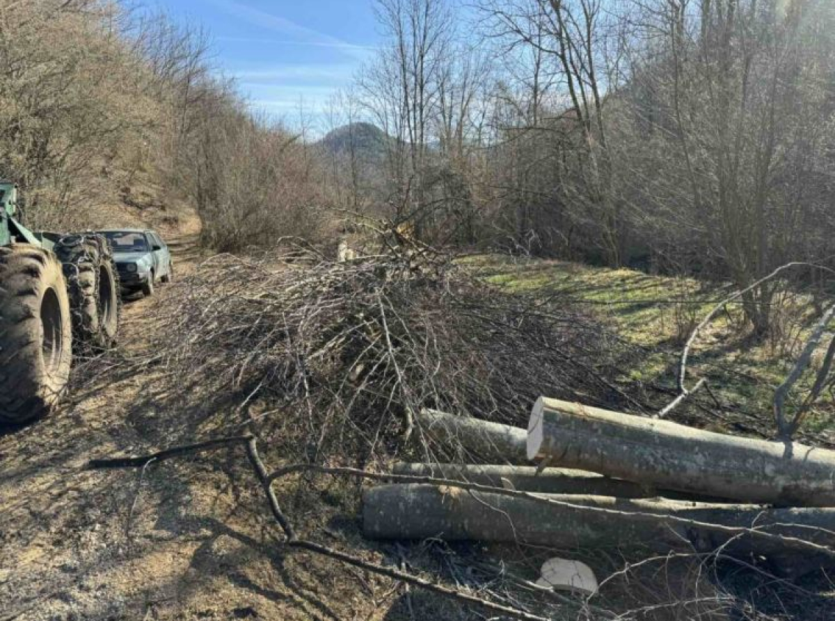 U šumarku skrivenom, šumokradicama je slatki dom: 300 miliona KM vrijednost ilegalno posječene šume