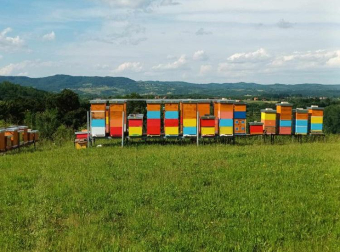 Pčelari poslali ozbiljno upozorenje: Odumire sve više pčelinjih zajednica