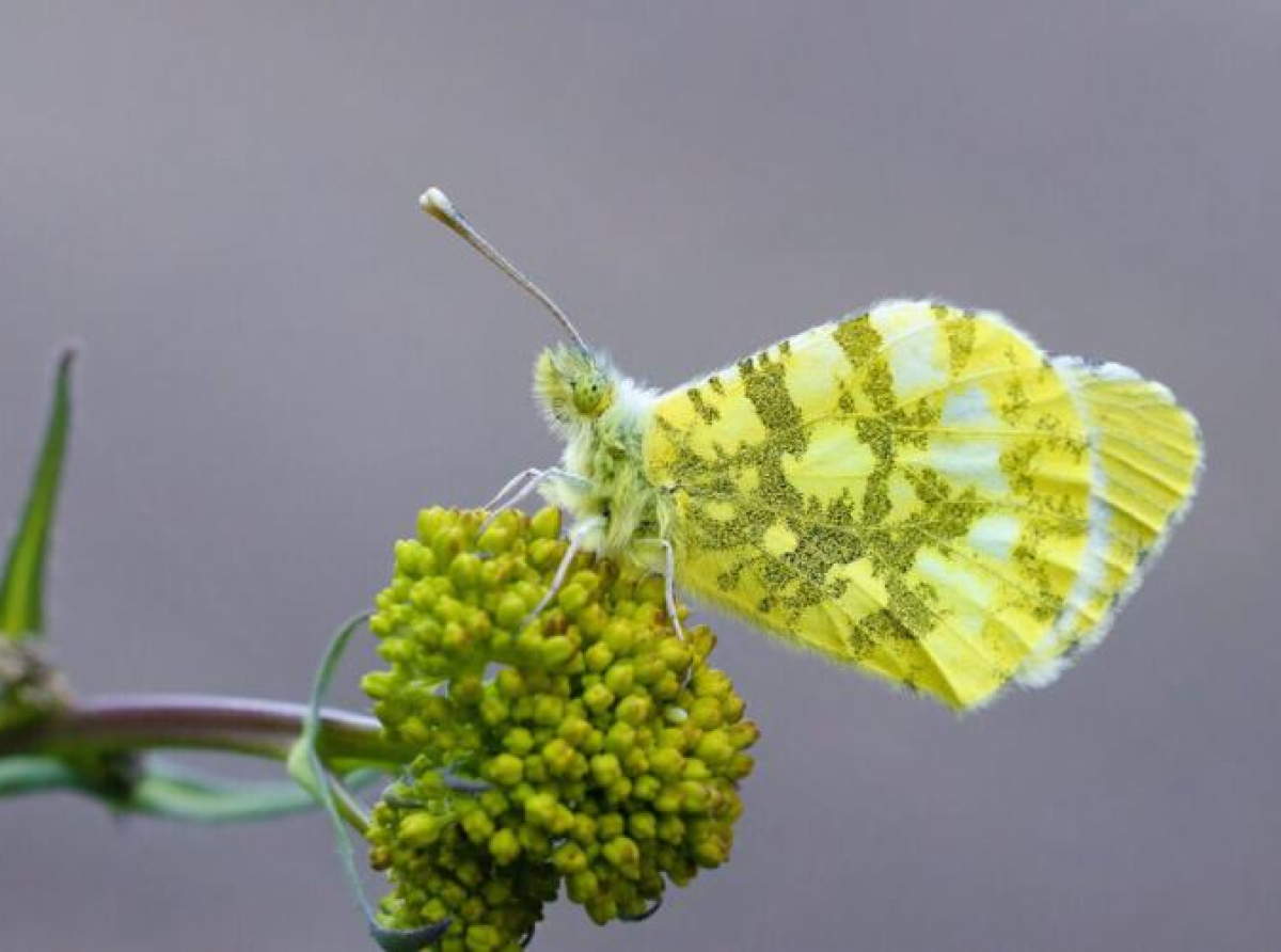 Međunarodni dan biodiverziteta: Otkrivena nova vrsta leptira za BiH