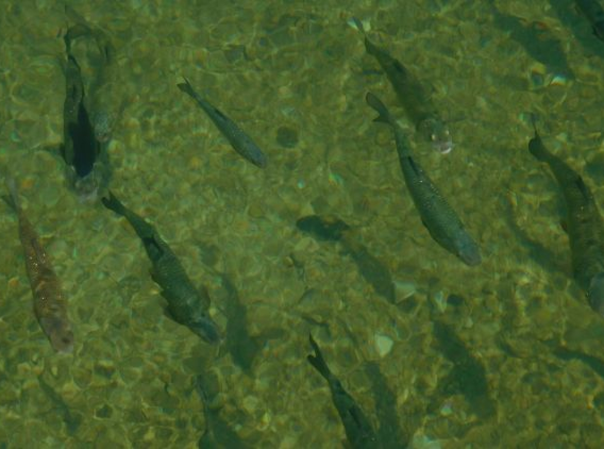 Pomor migratornih slatkovodnih riba, populacija za pola vijeka opala za 80 odsto
