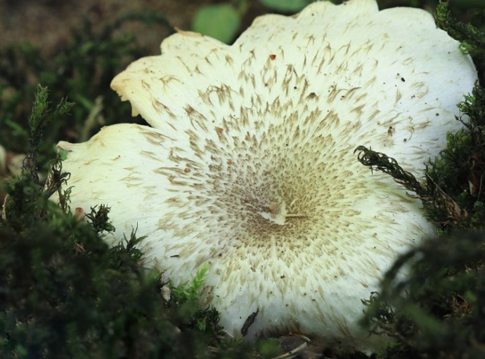 Mikolozi u Blagaju otkrili četiri rijetke gljive