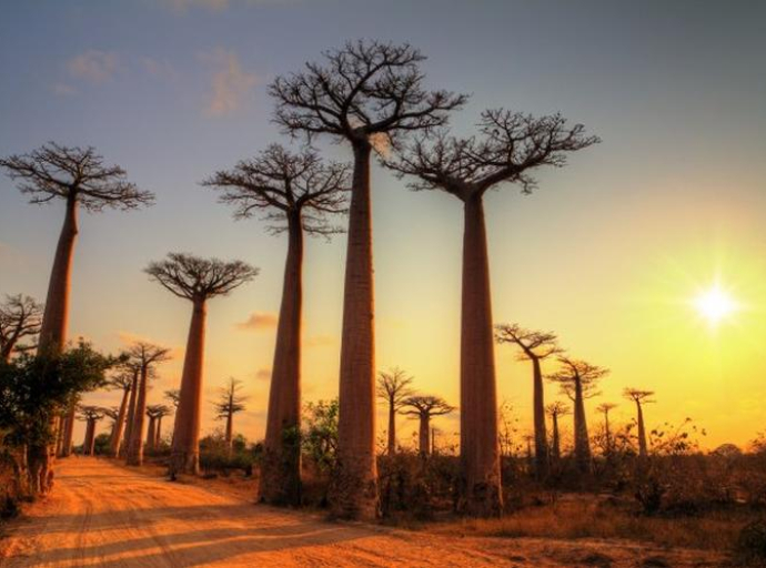 Istraživači otkrivaju istoriju evolucije baobaba