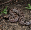 Otkrivena nova vrsta zmije u Kini: Lako se nađe u divljini