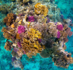 UNESCO: Potrebna hitna akcija Australije na zaštiti Velikog koralnog grebena