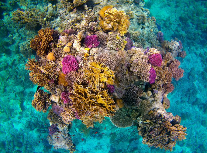 UNESCO: Potrebna hitna akcija Australije na zaštiti Velikog koralnog grebena