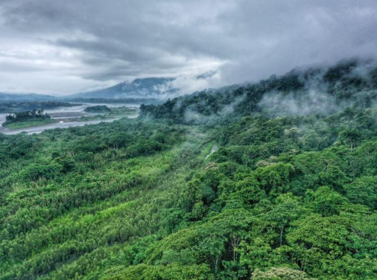 Brazilske šume migriraju na veće nadmorske visine zbog rasta temperature