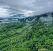 Brazilske šume migriraju na veće nadmorske visine zbog rasta temperature