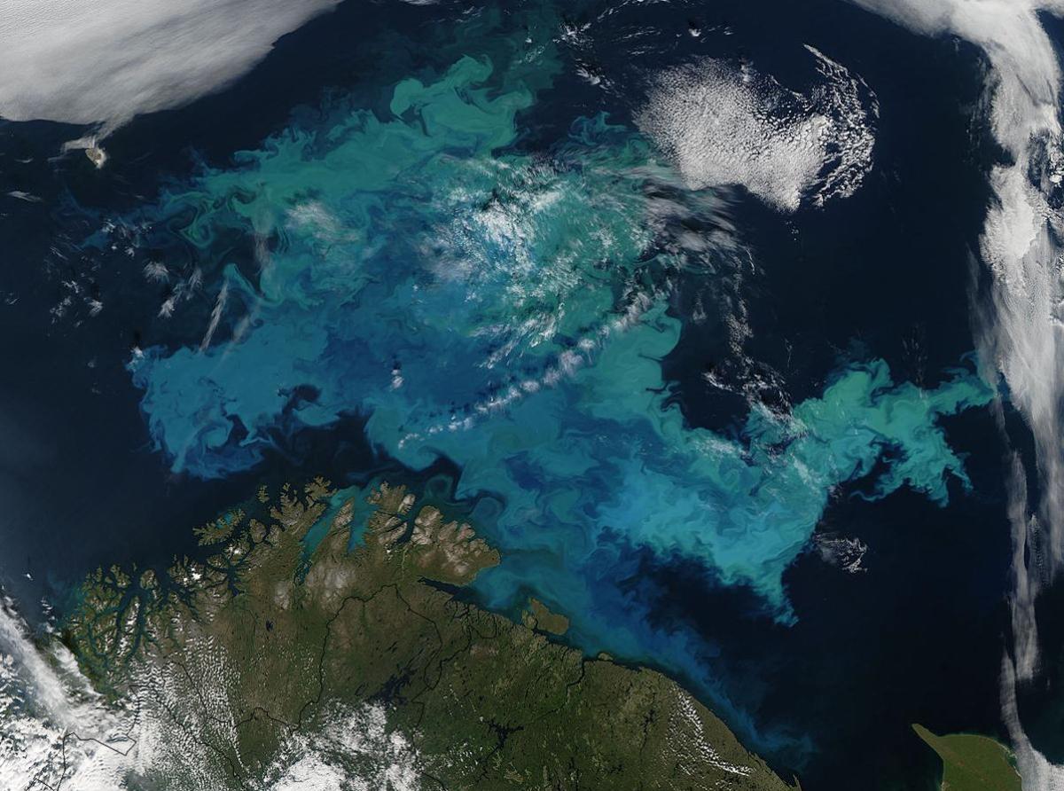 Drveće i zemlja prošle godine gotovo da nisu apsorbirali CO2 - šta se dešava s prirodnim ponorom ugljika?