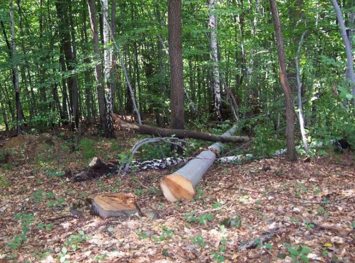 Posljedice monopola u šumama „Šumskoprivredne osnove“ na osnovu nepouzdanih podataka