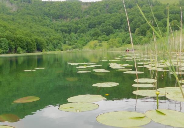 COP 16 - Naučnici kažu da političari nisu dovoljno ambiciozni da spase prirodu