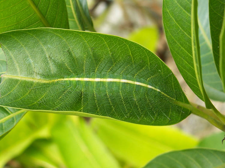 common baron caterpillar