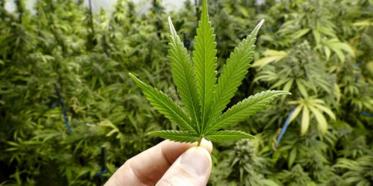 marihuana 1b0688bfbcc4a96ca6def0066402c039 view article new