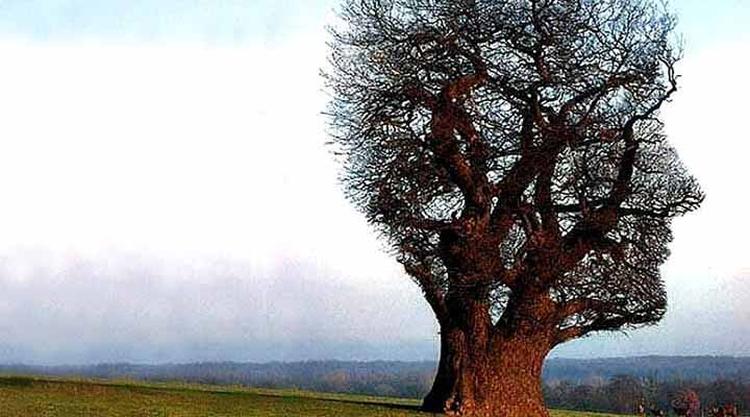 tree is persons head illusion